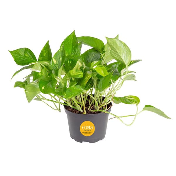 Costa Farms Golden Pothos Indoor Plant in 6 in. Grower Pot, Avg. Shipping Height 1-2 ft. Tall