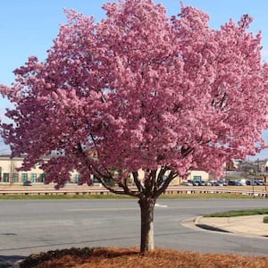 7 Gal. Okame Cherry Flowering Deciduous Tree with Pink Flowers