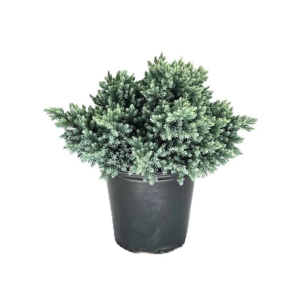 1.5 Gal. Blue Star Juniper Live Shrub with Icy Blue Folliage