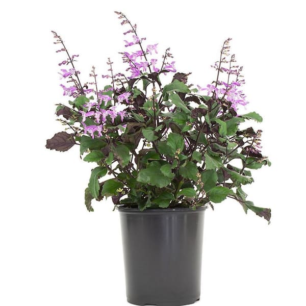 Pure Beauty Farms 2.5 Qt. Plectranthus Mona Lavender in 6.33 in. Growers Pot