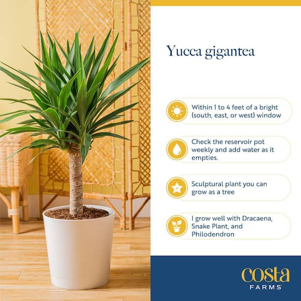 Costa Farms Yucca Cane Indoor Plant in 8.75 Grower Pot, Avg