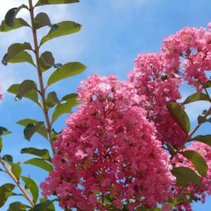 7 Gal. Miami Crape Myrtle Flowering Deciduous Tree with Pink Flowers