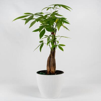 Money Tree Braided (Pachira Aquatica) Live Plant Inside Decorator White Ribbed 6 in. Planter