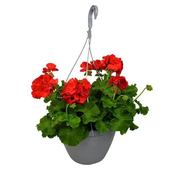 Vigoro 1.8 Gal. Premium Select Geranium Hanging Basket with Red Flowers Plant (1-