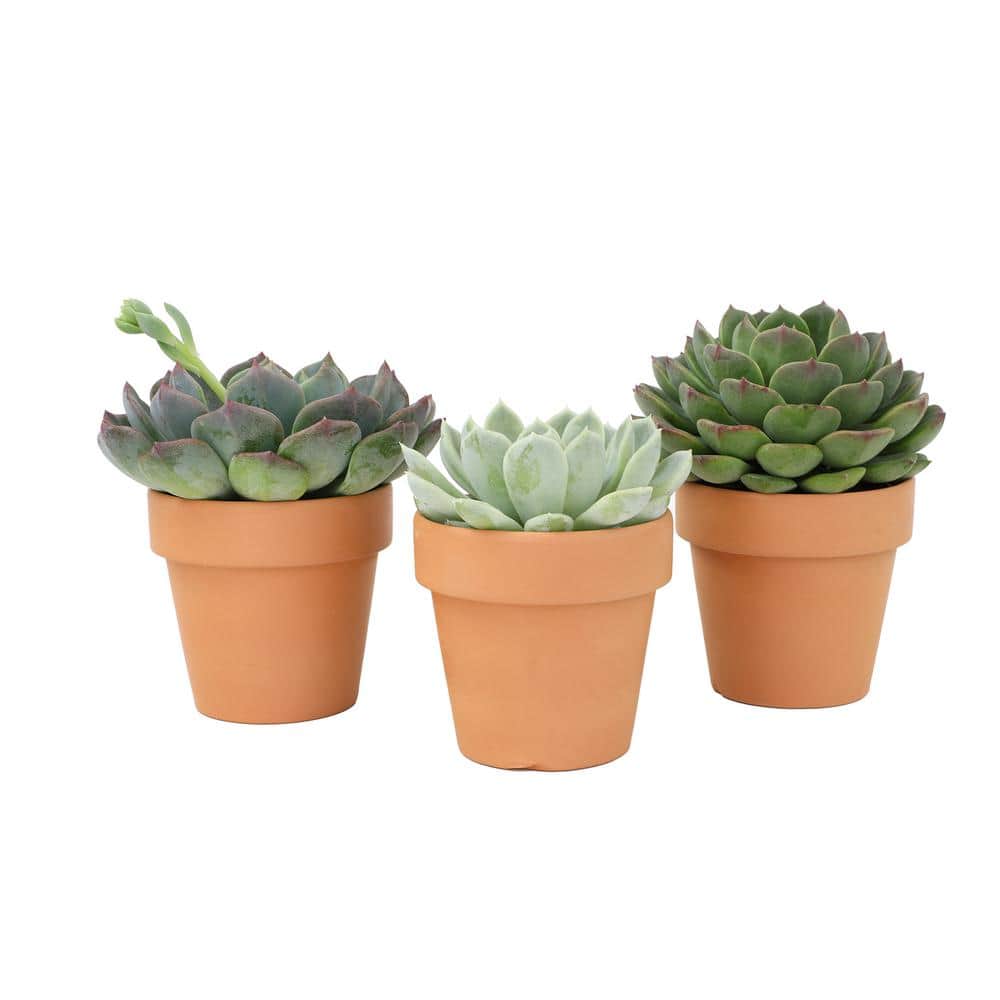 2.5 in. Echeveria Assorted Varieties in Terra Cotta Decco Pots (3-Pack) price history on PriceWatchPro