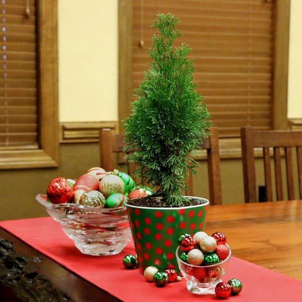 national PLANT NETWORK 2.5 qt. Live Table Top Christmas Tree Green Giant Arborvitae Shrub