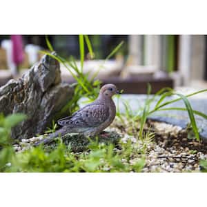 Mourning Dove on Grass Garden Statue