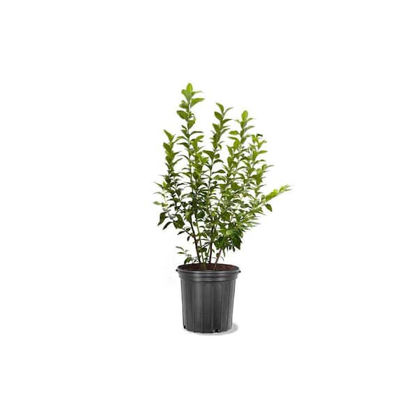 1 Gal. Blueberry Legacy (N.Highbush) Plant