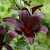Lily（エンザイム2セット） vigoro-flower-bulbs-ecs-207-02