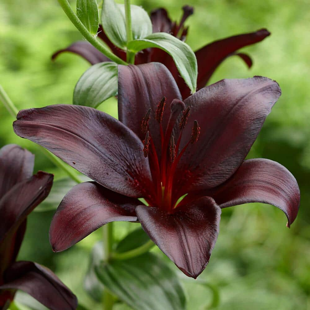 Vigoro 14/16cm, Nightrider Turkish Asiatic Lily Flower Bulbs (Bag of 2 ...