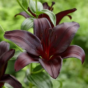 14/16cm, Nightrider Turkish Asiatic Lily Flower Bulbs (Bag of 2)