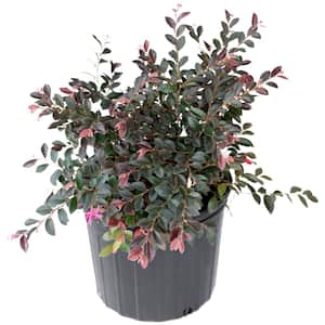 2 Gal. Red Chocolate Loropetalum Plant with Red Blooms
