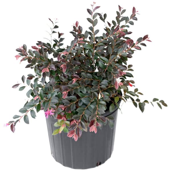 national PLANT NETWORK 2 Gal. Red Chocolate Loropetalum Plant with Red Blooms