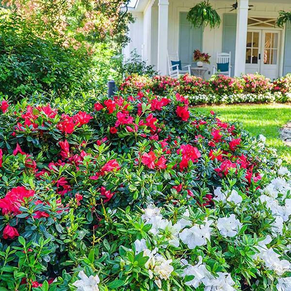 ENCORE AZALEA 1 Gal. Autumn Fire Azalea Shrub with Reblooming Red