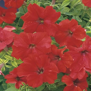 10 in. Red Petunia Plant (12-Pack)