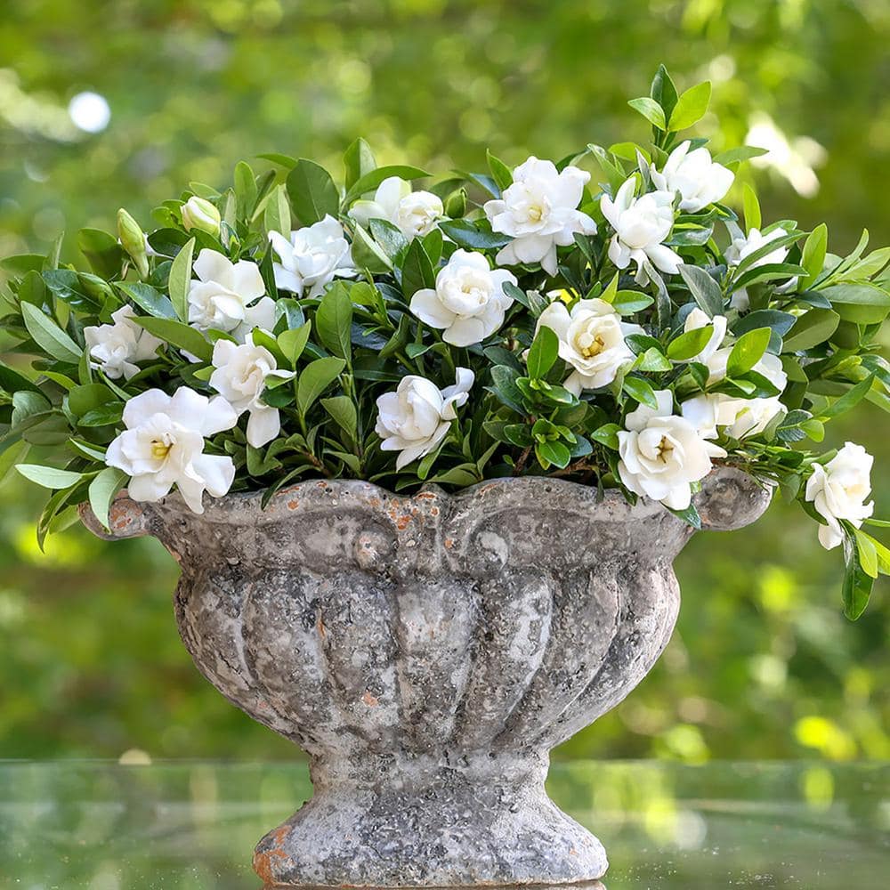 Southern Living Jubilation Gardenia 2-Gallon Fragrant White Flowers