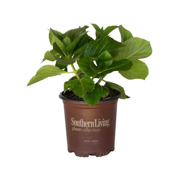 SOUTHERN LIVING 2.5 Qt. Big Daddy Hydrangea (Macrophylla) Live Deciduous Shrub, Pink or Blue Mophead Blooms
