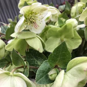4 in. Pot White Flowers Molly's White Lenten Rose (Helleborus) Live Potted Perennial Plant (1-Pack)