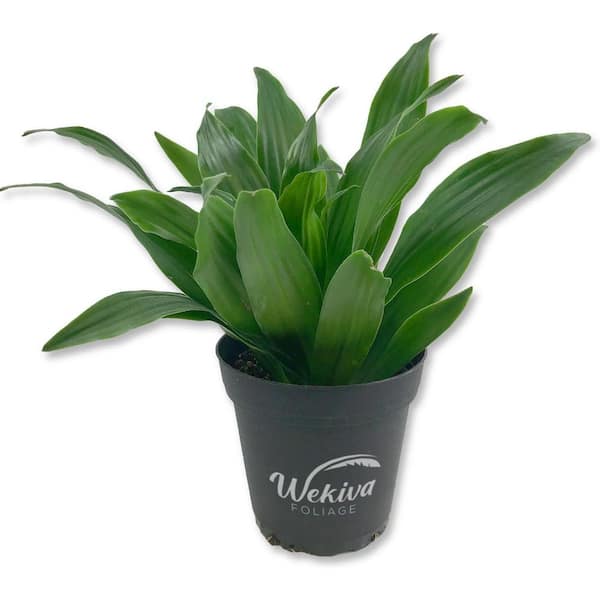 Dracaena Janet Craig Compacta-Live Plant in a 4 in. Pot-Dracaena Deremensis 'Compacta'-Easy Care