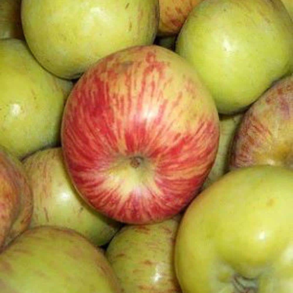 5 gal. Gravenstein Apple Tree