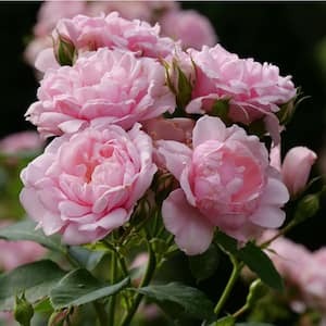4.5 in. Qt. Reminiscent Pink Rose (Rosa x) with Pink Flowers