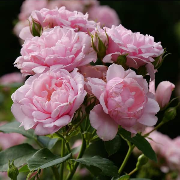 PROVEN WINNERS 4.5 in. Qt. Reminiscent Pink Rose (Rosa x) with Pink Flowers