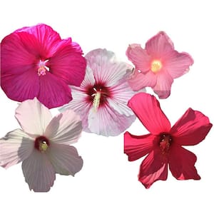 Hibiscus Mix 3-Plants in 3 Separate 4 in. Pots