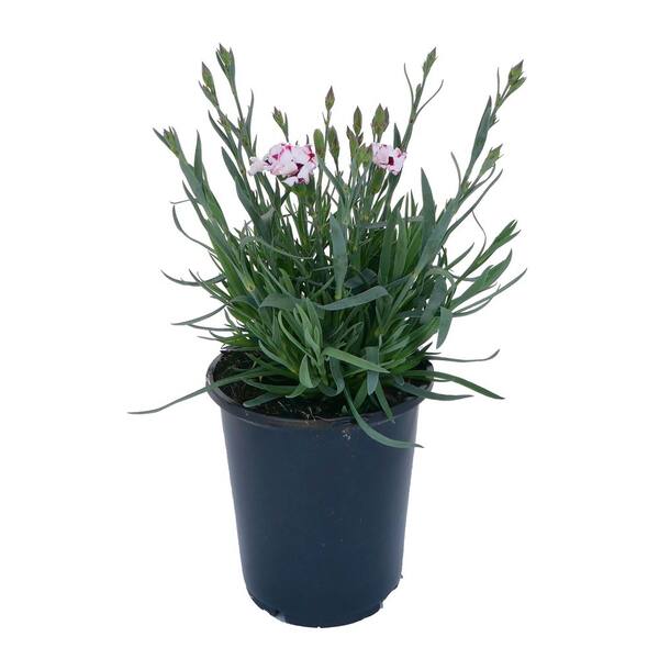 Unbranded. 2.5 QT Dianthus 'Everlast Cherry Swirl' Perennial Plant