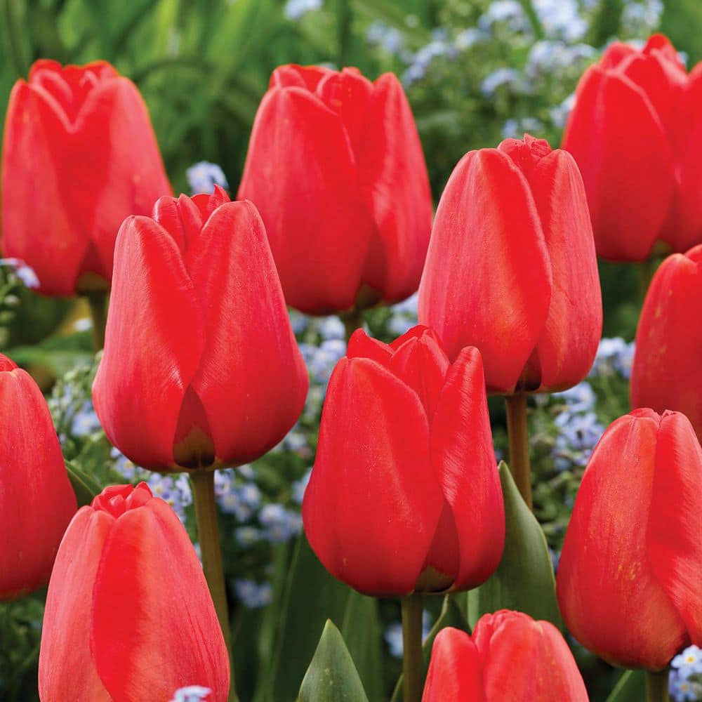 TULIPページ VAN ZYVERDEN Tulips Apeldoorn (Set of 12) Bulbs 88031 - The Home Depot