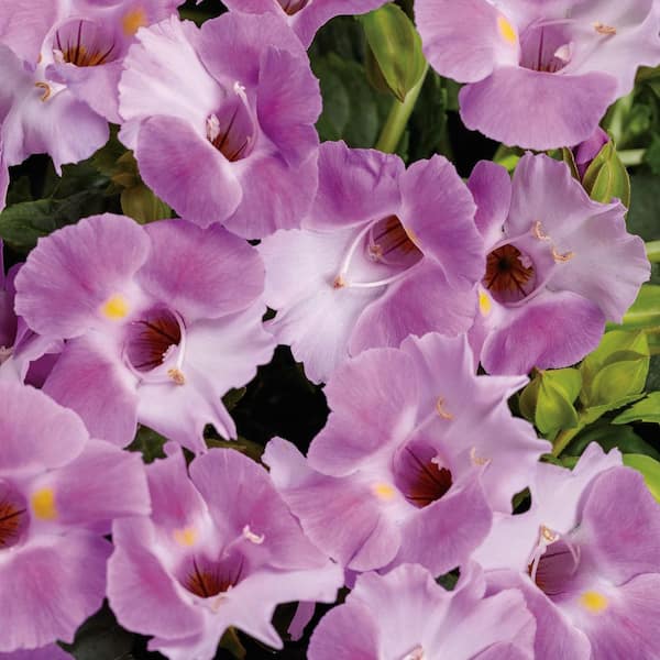 Proven Winners 4.25 in. Eco+ Grande Catalina Pink Wishbone Flower (Torenia Hybrid) Live Annual Plant with Pink Flowers 4-Pack