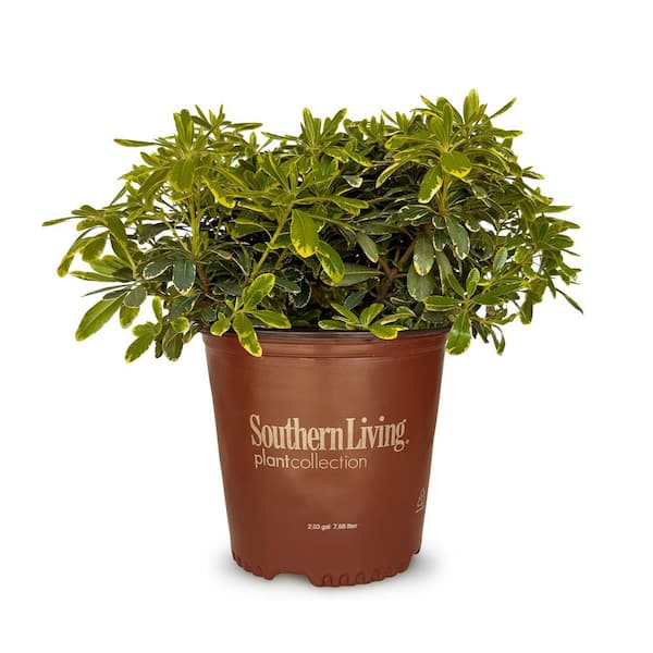 2 Gal. Mojo Pittosporum, Live Dwarf Evergreen Shrub, Green and White Variegated Foliage