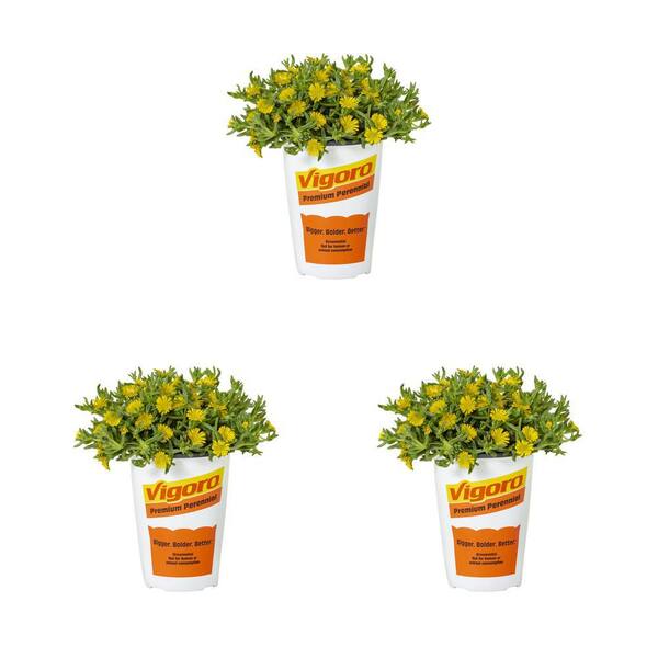 Vigoro 2 qt. Delosperma Ice Plant Wheels of Wonder Golden Yellow Perennial Plant (3-Pack)