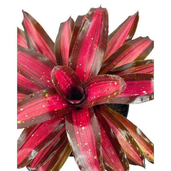 1.5 Qt. Bromeliad Neoregelia Plant Pimiento in 6 In. Designer Pot