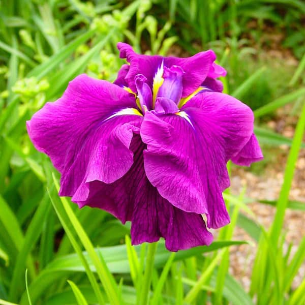 Spring Hill Nurseries Good Omen Japanese Iris Live Bareroot Perennial Plant (1-Pack)