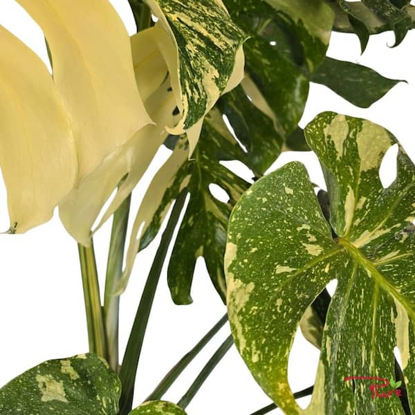 philodendron erubescens 'red emerald' Philodendron erubescens 'Red Emerald' main image 1