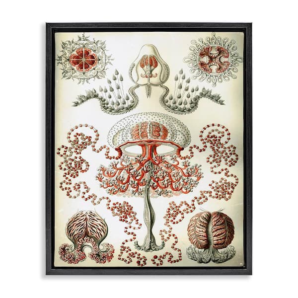 Stupell Industries Classic Haeckel Diagram by Graffi tee Studios Black Floater Frame Animal Graphic Art Print 21 in. x 17 in.