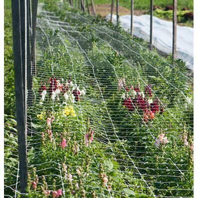 White Polypropylene Plant Trellis Net for Climbing Vegetables