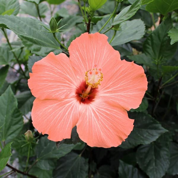 T*5様 T. ‘Hawaiian Peach’(バンハイニンギー) national PLANT NETWORK 2 gal. Hibiscus Peach Braided Annual Tree