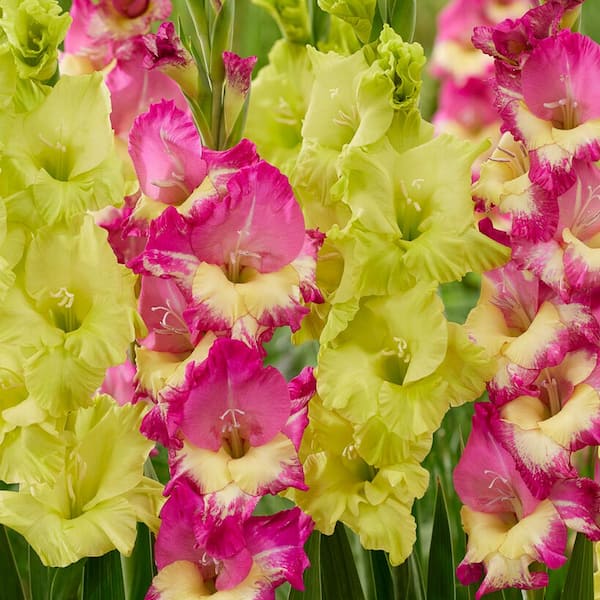 VAN ZYVERDEN Van Zyverden Gladiolus Exuberant Koi Blend Set of 15 Bulbs