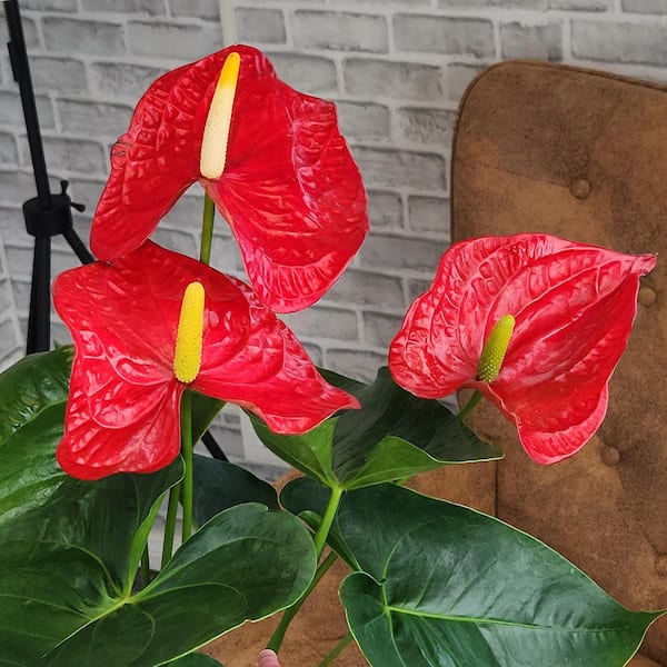 ALTMAN PLANTS Large Flowering Anthurium, Easy Clean Air Live Indoor Plant,  8 in. Grower Pot, Red Flamingo Flower, Approx. 24 in. Tall 0881661