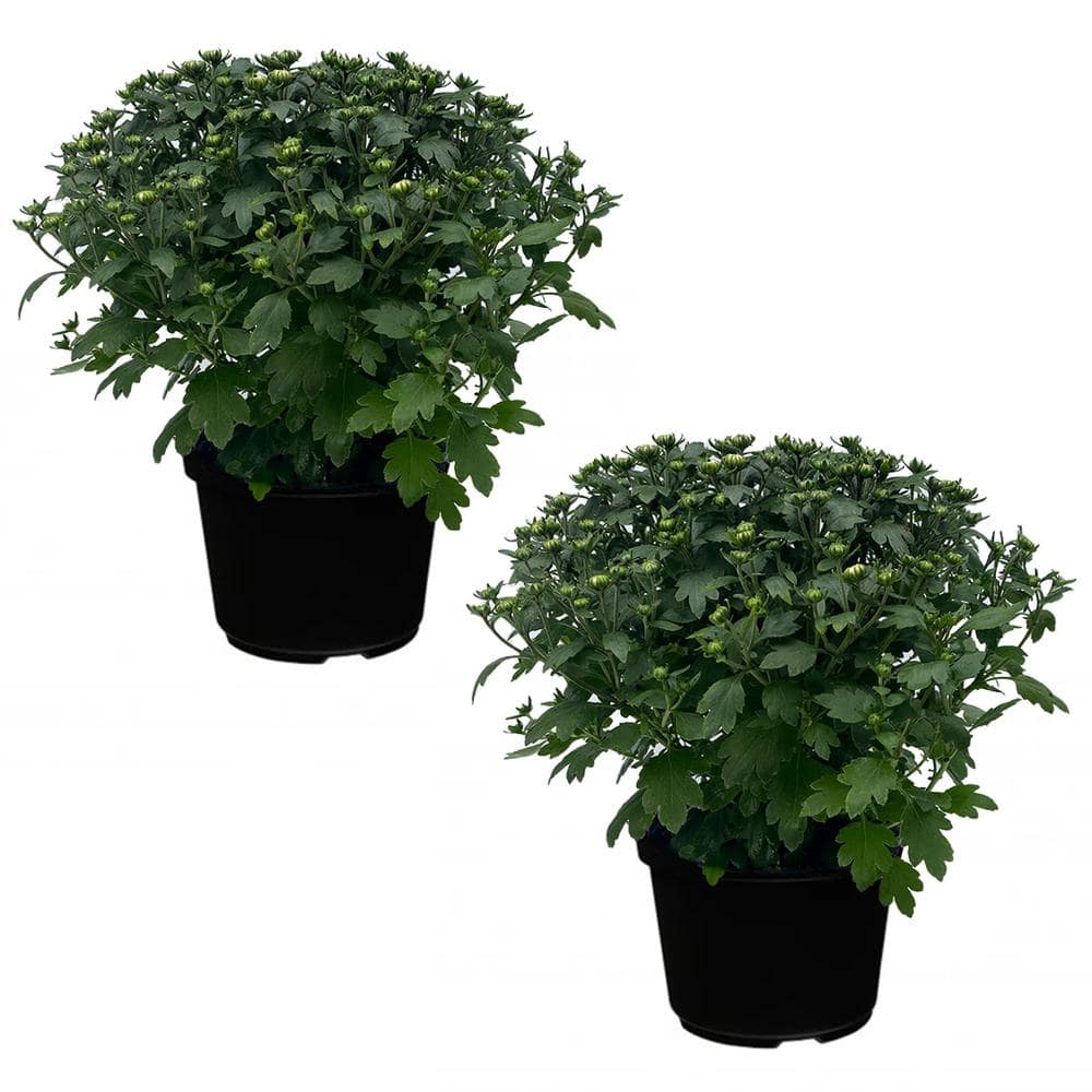 3 qt. Gigi Coral Mum Perennial Plant (2-Pack) 006468 - The Home Depot