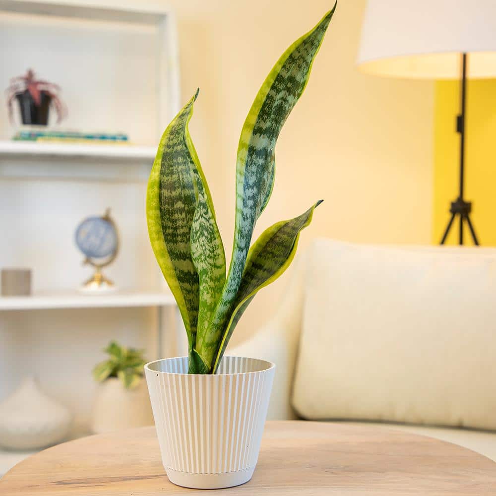 Sansevieria Laurentii Green Indoor Snake Plant in Plastic Planter