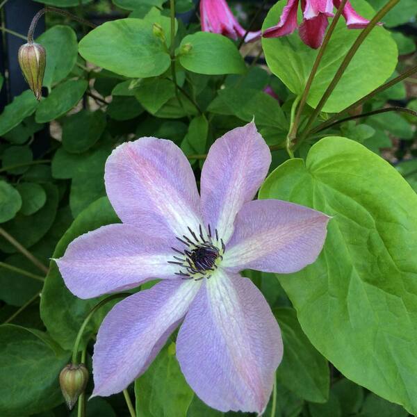 Spring Hill Nurseries 4 in. Pot Fairydust Clematis Live Perennial Vining Plant