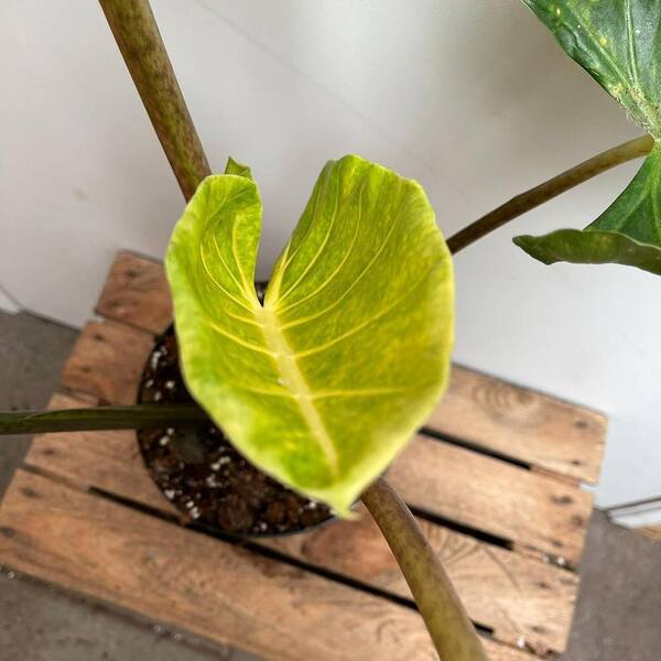 Wekiva Foliage New Guinea Gold Alocasia-4 Live Starter Plants in 2 in. Pots-Alocasia Macrorrhiza-Quality Air Purifying Plant