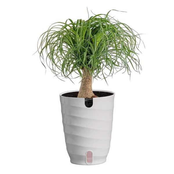 Vigoro 6 in. Ponytail Palm Plant in White Decor Plastic Pot 1.40
