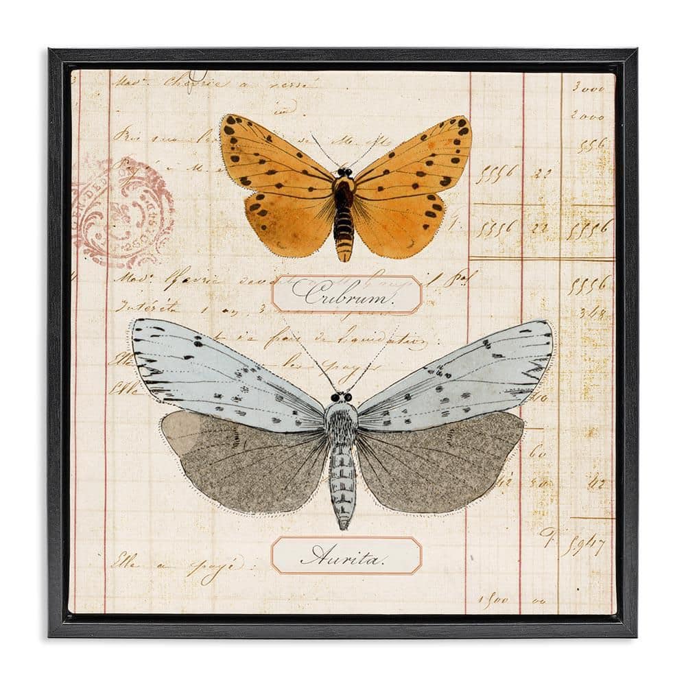 Vintage Butterfly Specimen by Susan Arnot Black Floater Frame Animal Graphic Art Print 18 in. x 18 in. price history on PriceWatchPro
