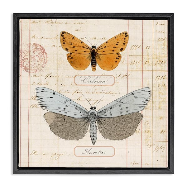 Stupell Industries Vintage Butterfly Specimen by Susan Arnot Black Floater Frame Animal Graphic Art Print 18 in. x 18 in.