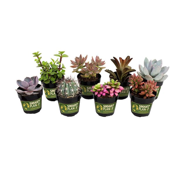 SMART PLANET 2.5 in. Assorted Succulents Plants (8-Pack)