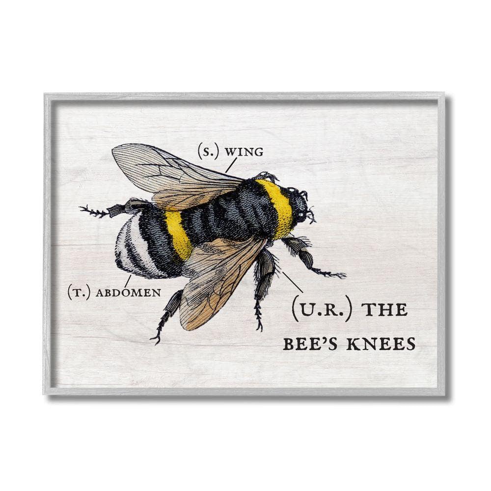 Gray Framed Bee Anatomy Print on Canvas, 11" x 14"