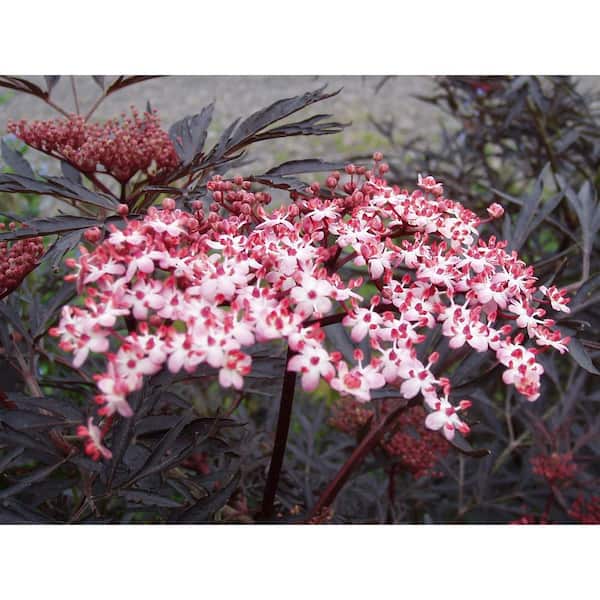 1 Gal. Black Lace Elderberry Shrub